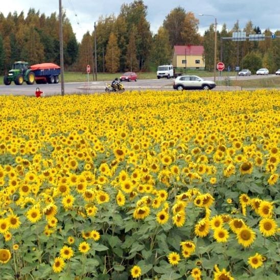 Diana päevalill - Image 3